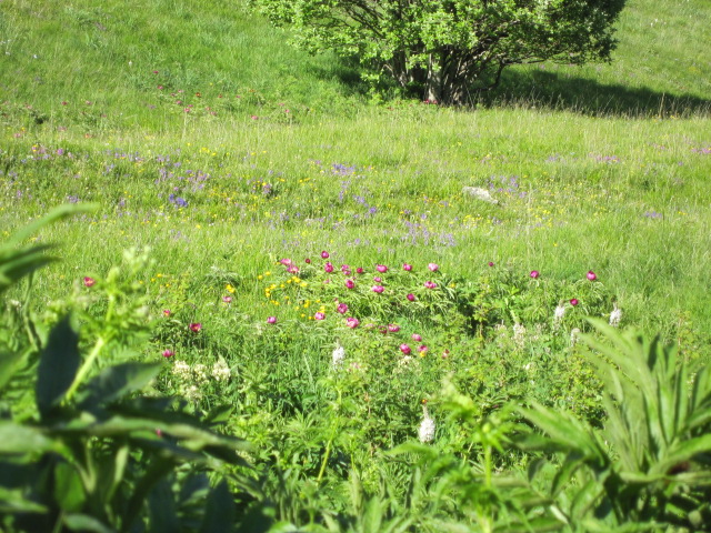 Paeonia officinalis